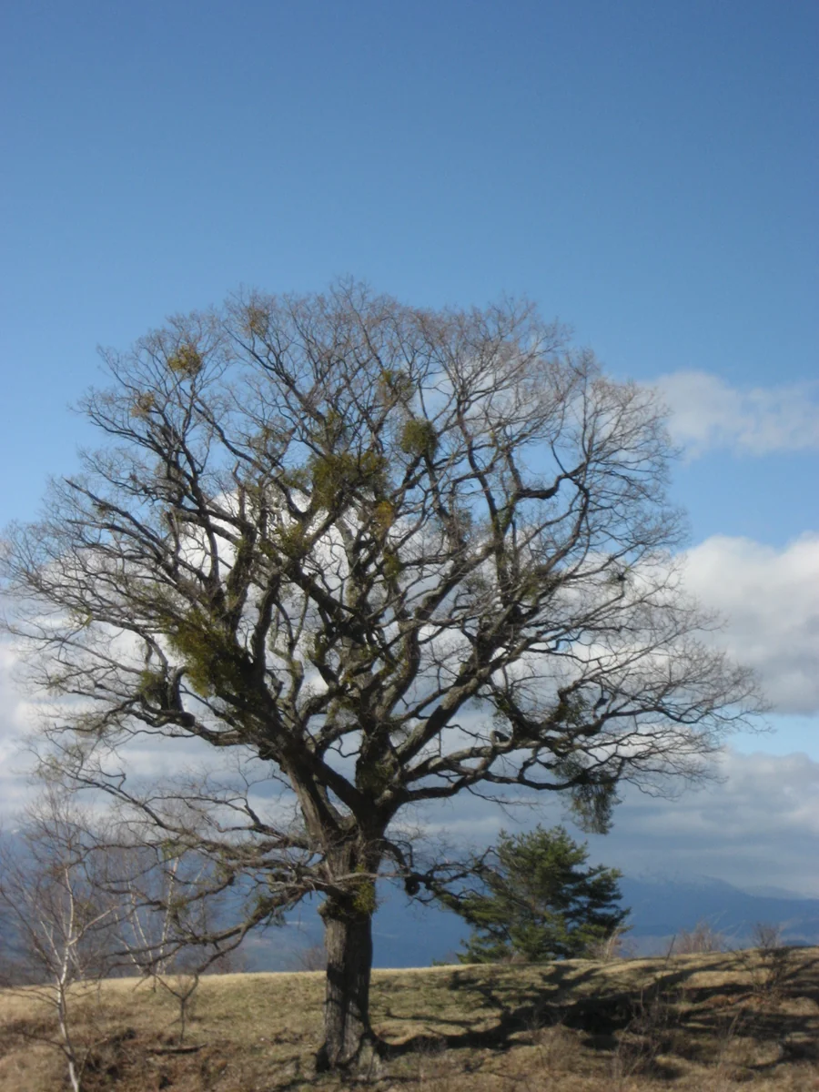 投稿写真：『この木何の木』＼朝霧高原