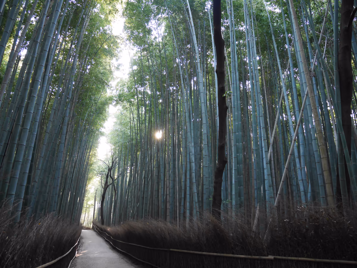 投稿写真：040嵯峨野　竹林の小径（京都）