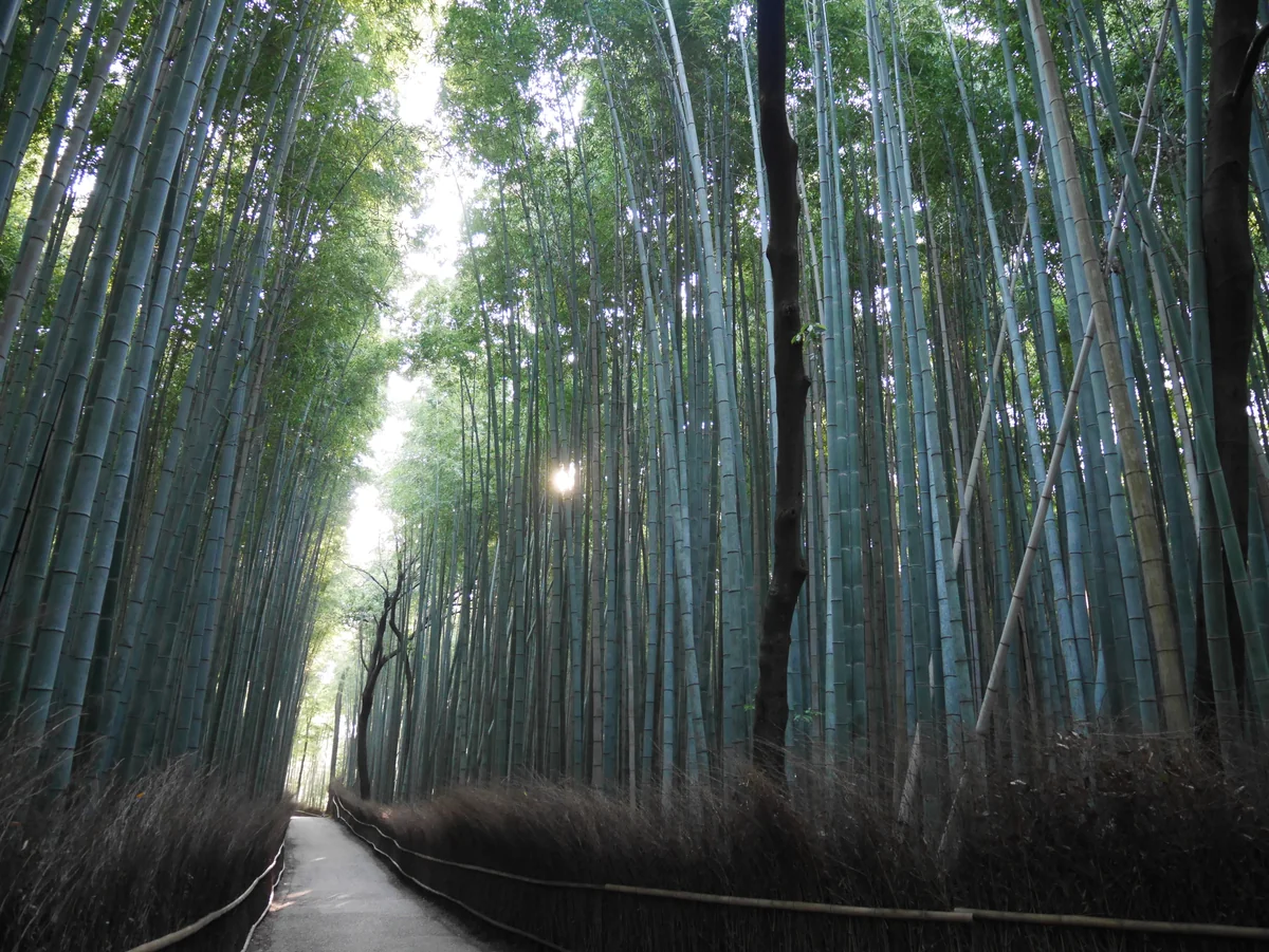 投稿写真：040嵯峨野　竹林の小径（京都）