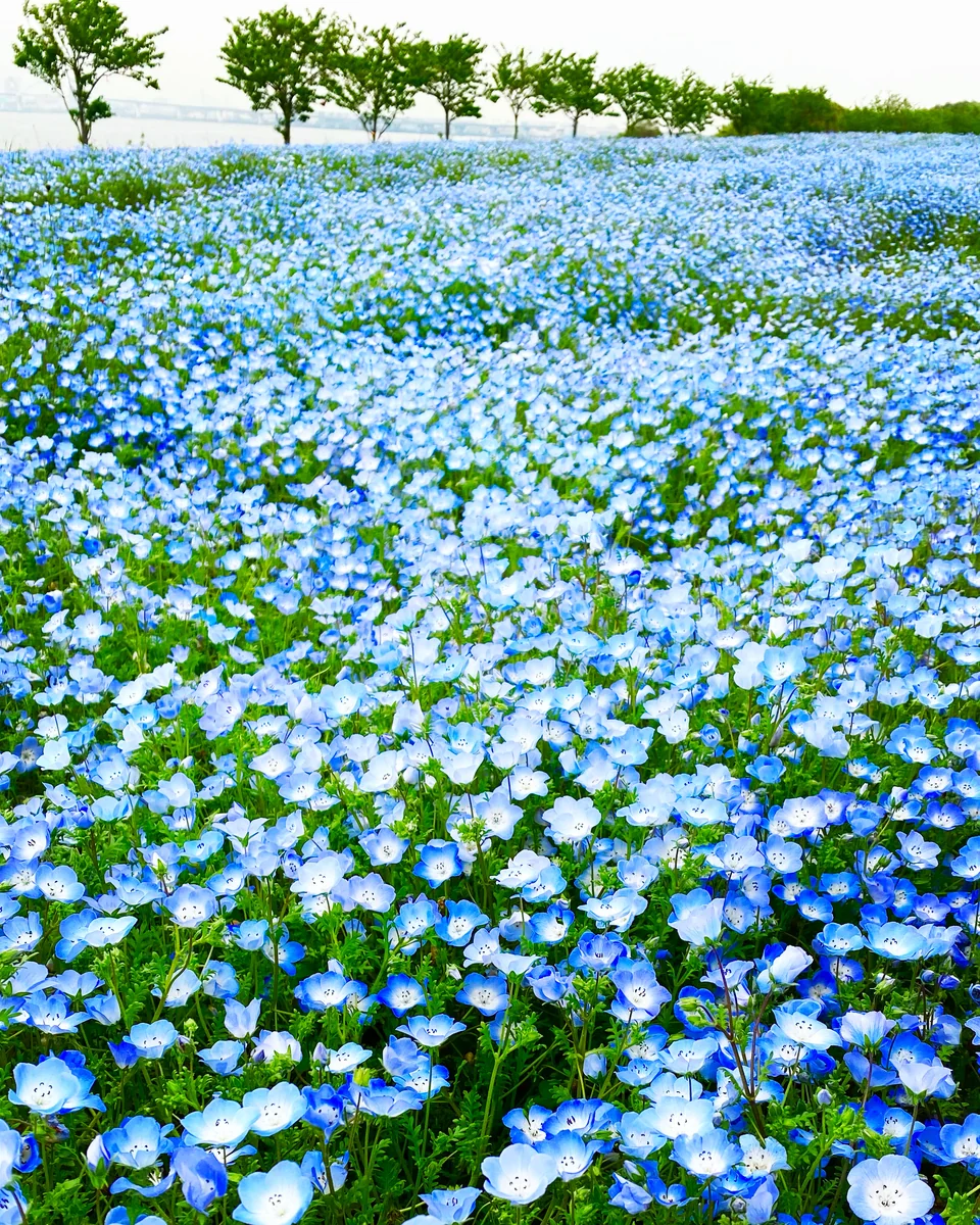投稿写真：まるでブルーの絨毯💠ネモフィラ祭り