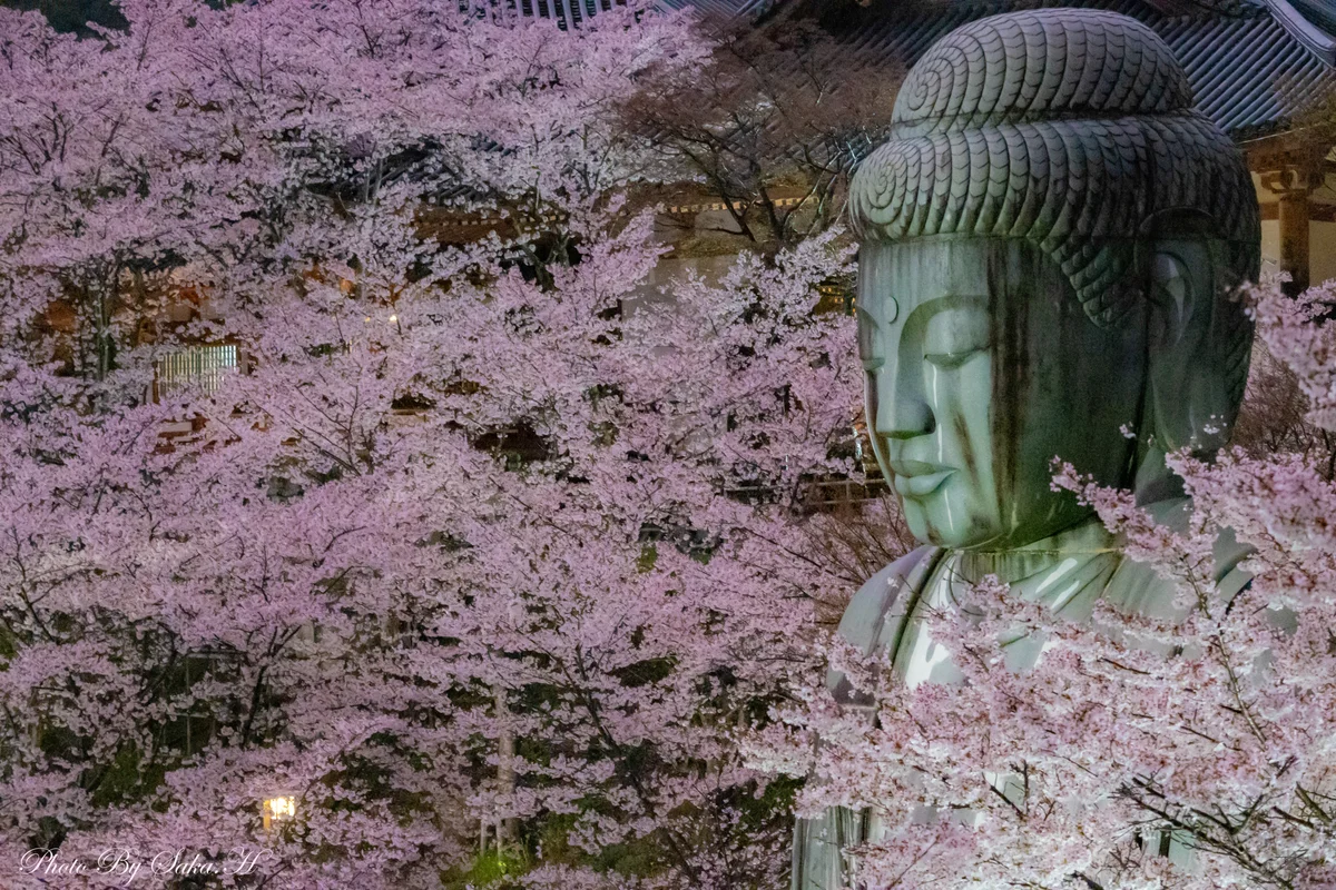 投稿写真：桜大仏