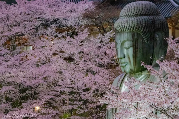 投稿：桜大仏