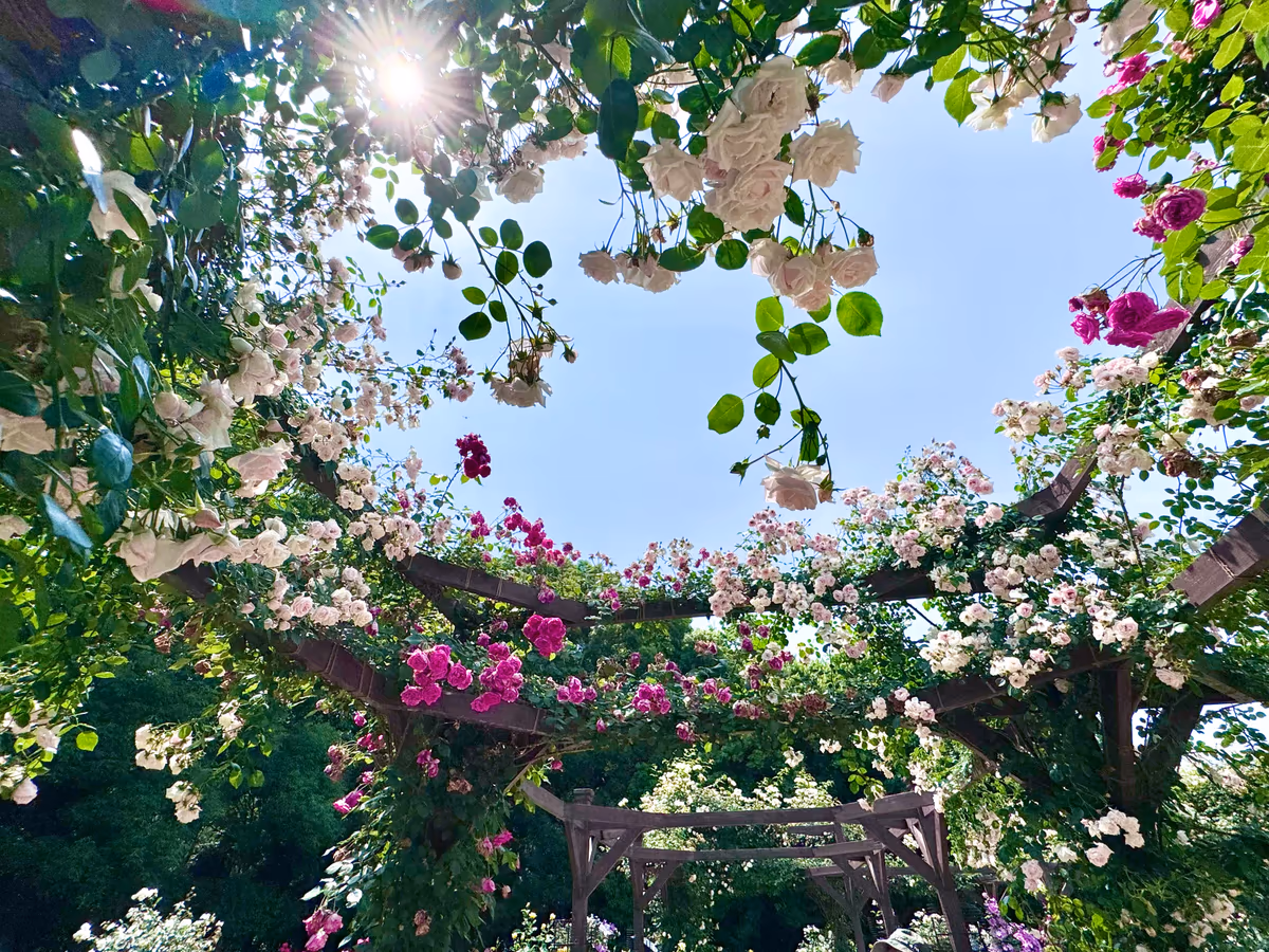 K Satine Jpさんの投稿写真