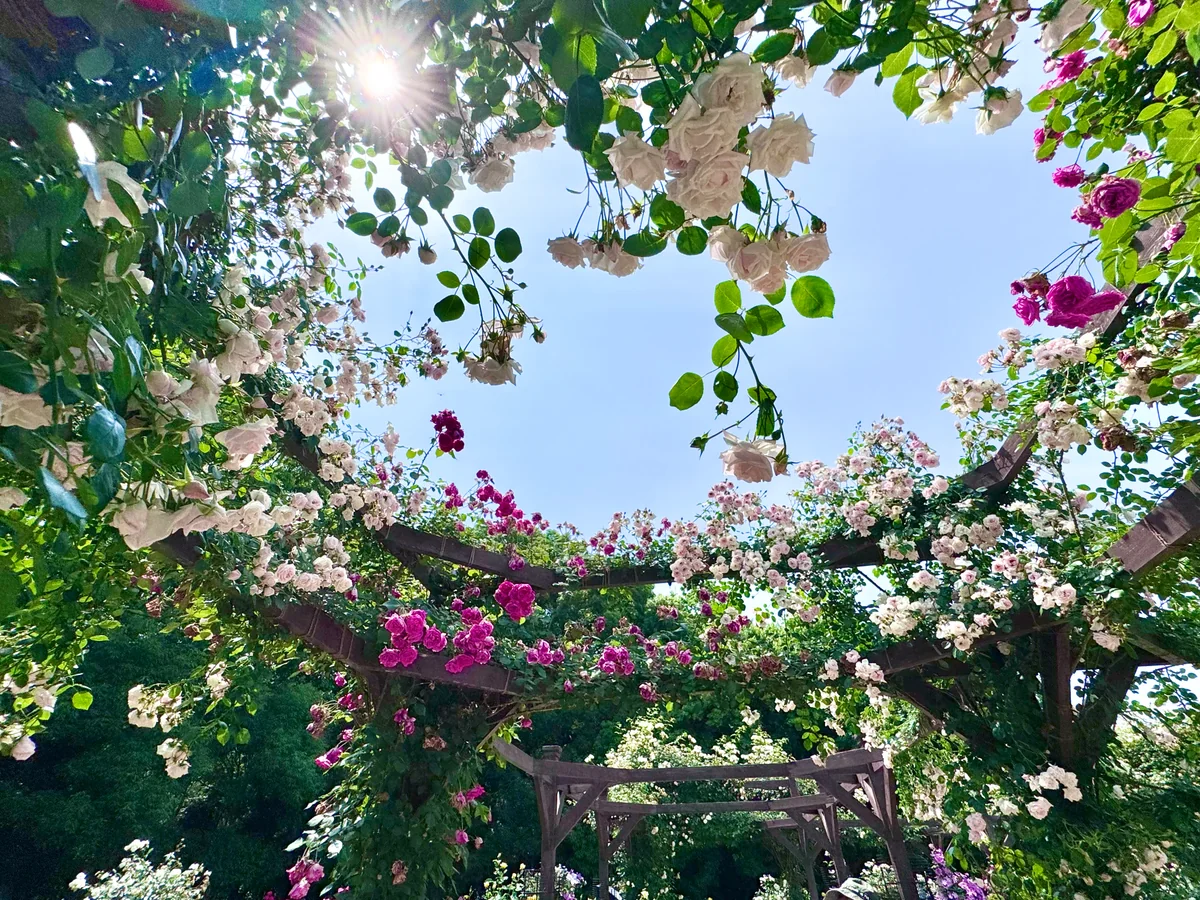 投稿写真：薔薇の回廊 長居植物園 バラ園