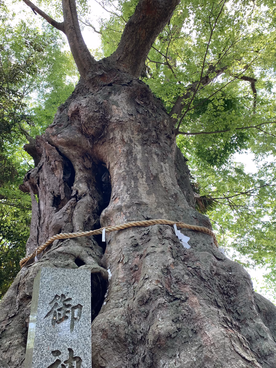投稿写真：大けやき
