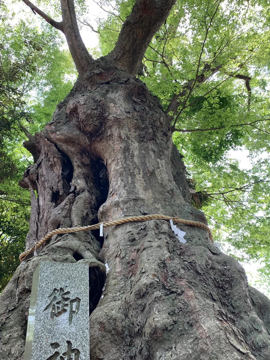 投稿写真：大けやき