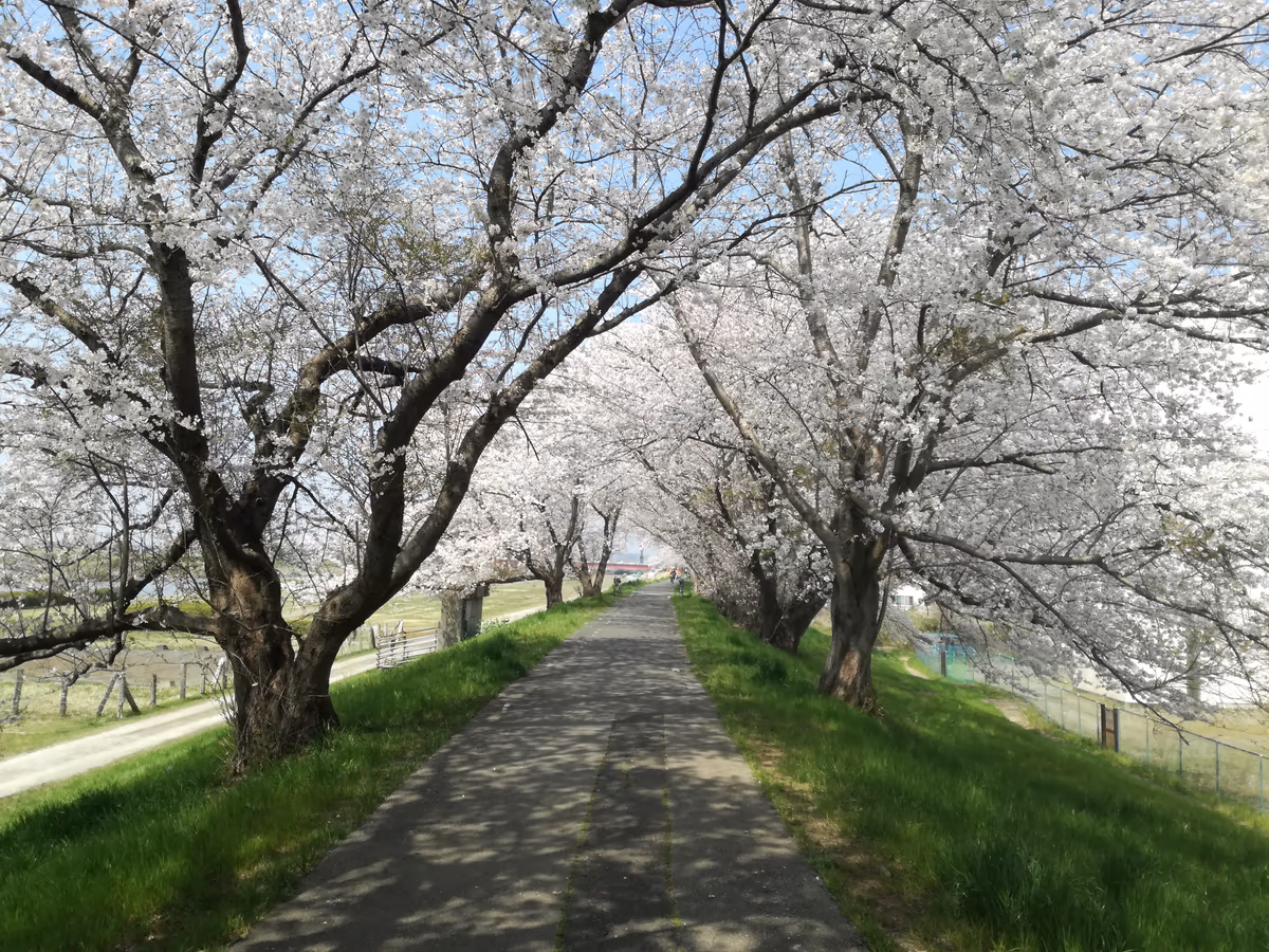 投稿写真：春の小路