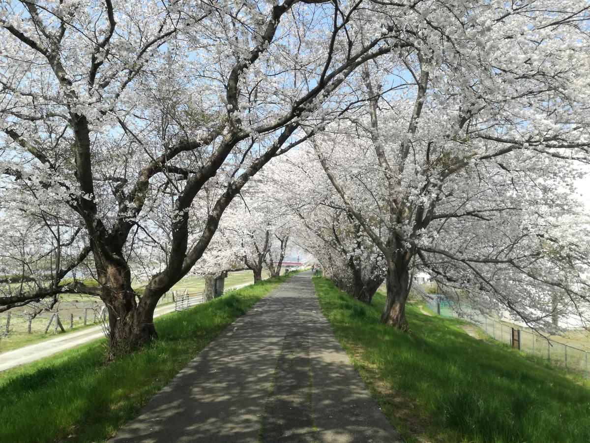 投稿写真：春の小路