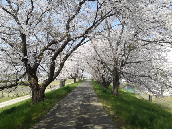 投稿：春の小路