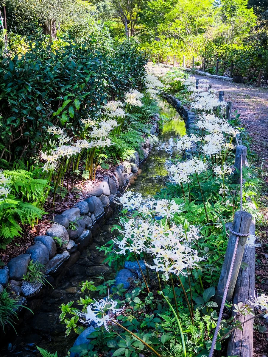 投稿写真：曼珠沙華まつり~白い曼珠沙華