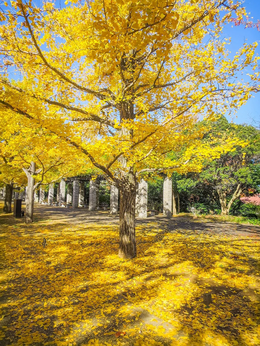 投稿写真：イチョウの黄葉と落葉