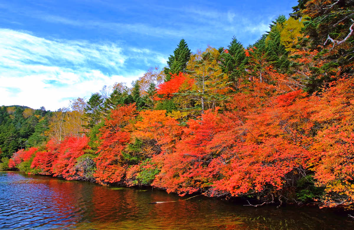 投稿写真：白駒池の秋