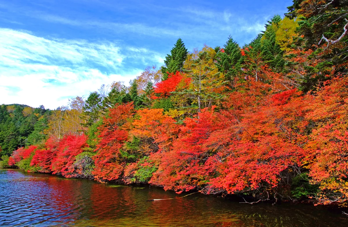 投稿写真：白駒池の秋