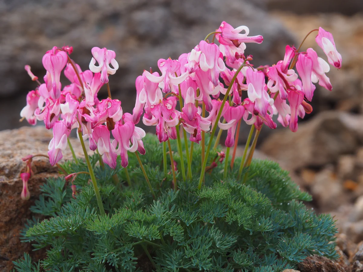 投稿写真：コマクサの舞い踊り