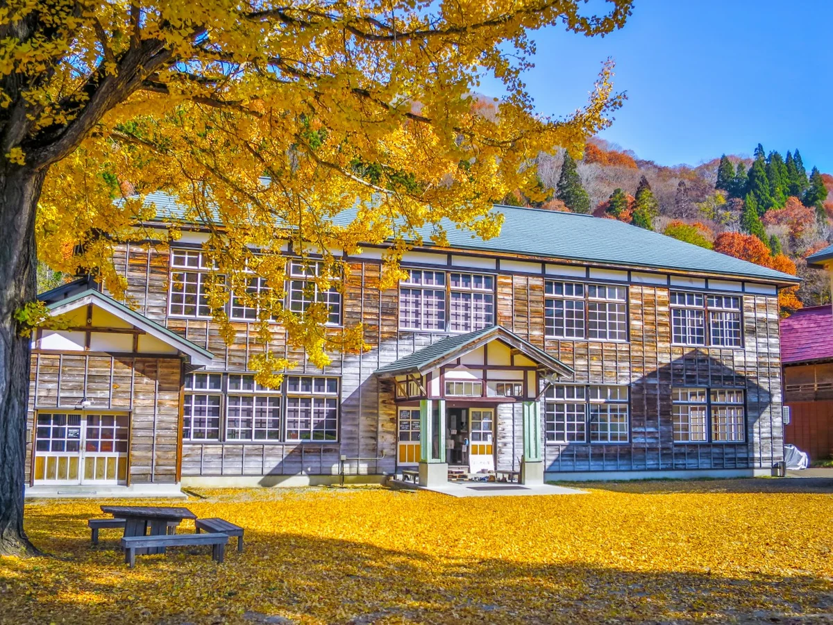 投稿写真：木造校舎と黄金の絨毯