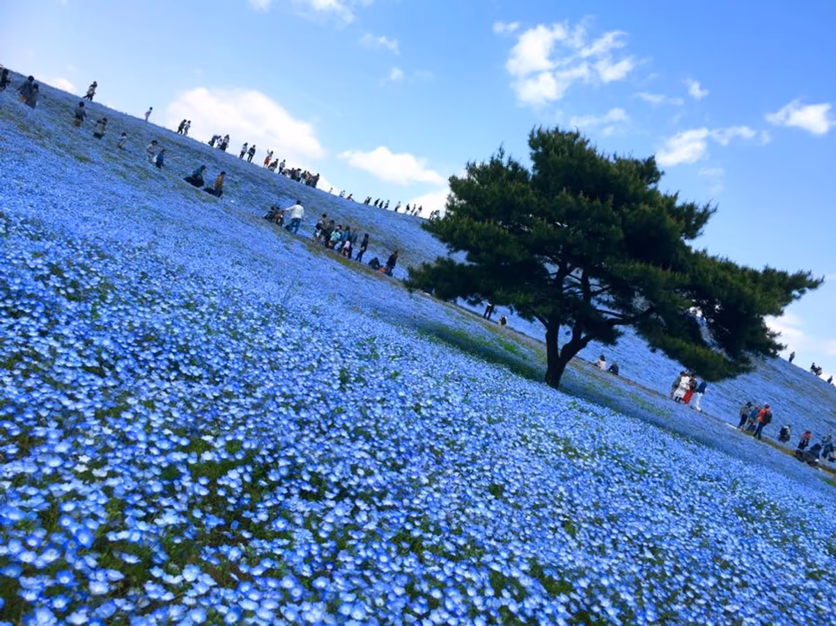 投稿写真：空と繋がる丘