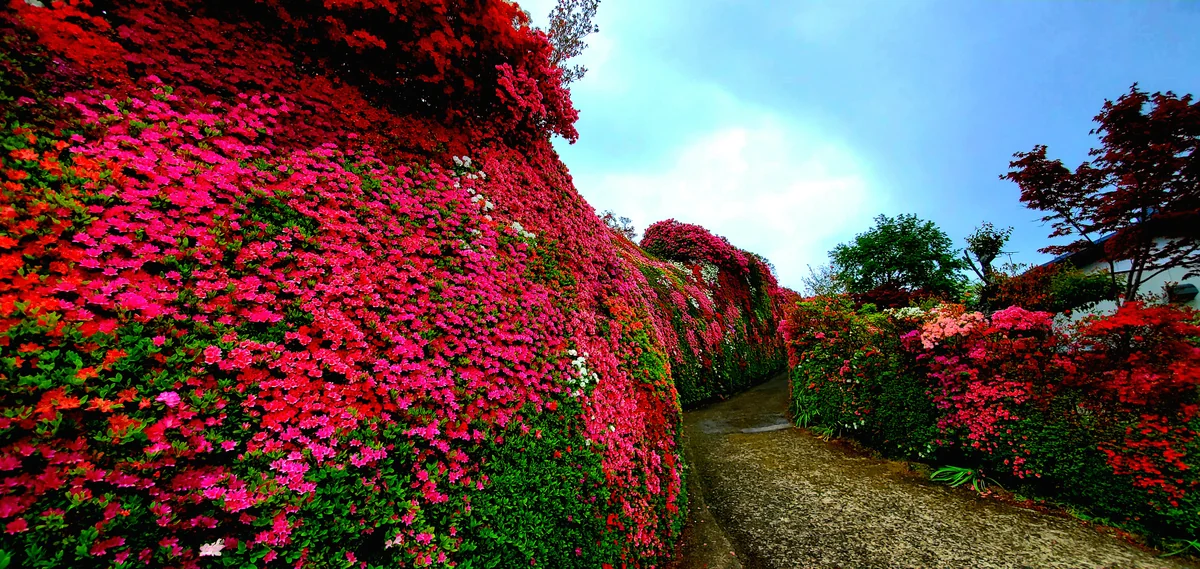 投稿写真：つつじの壁(両側)