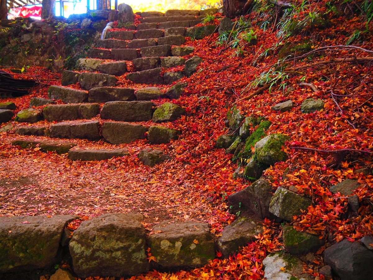 投稿写真：もみじ回廊