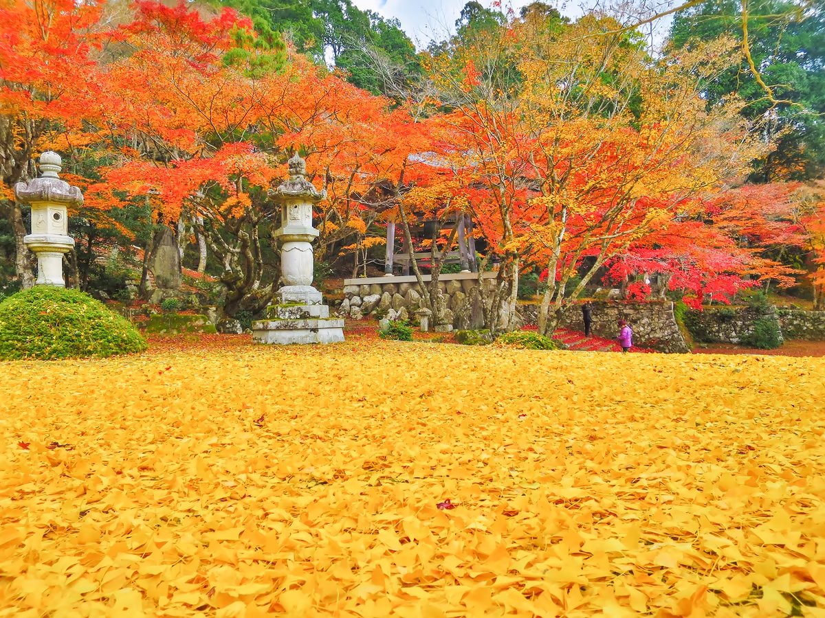 投稿写真：紅葉とイチョウの落葉の黄金の絨毯