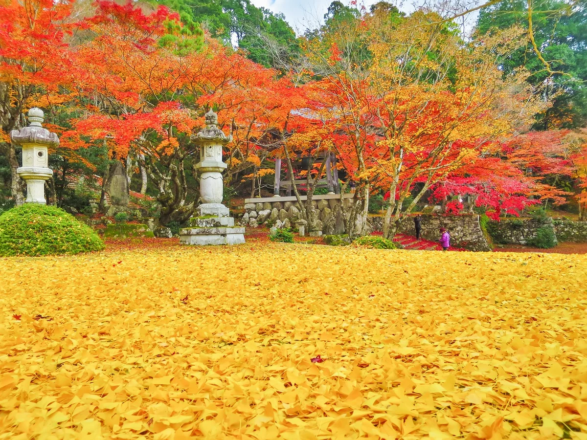 投稿写真：紅葉とイチョウの落葉の黄金の絨毯