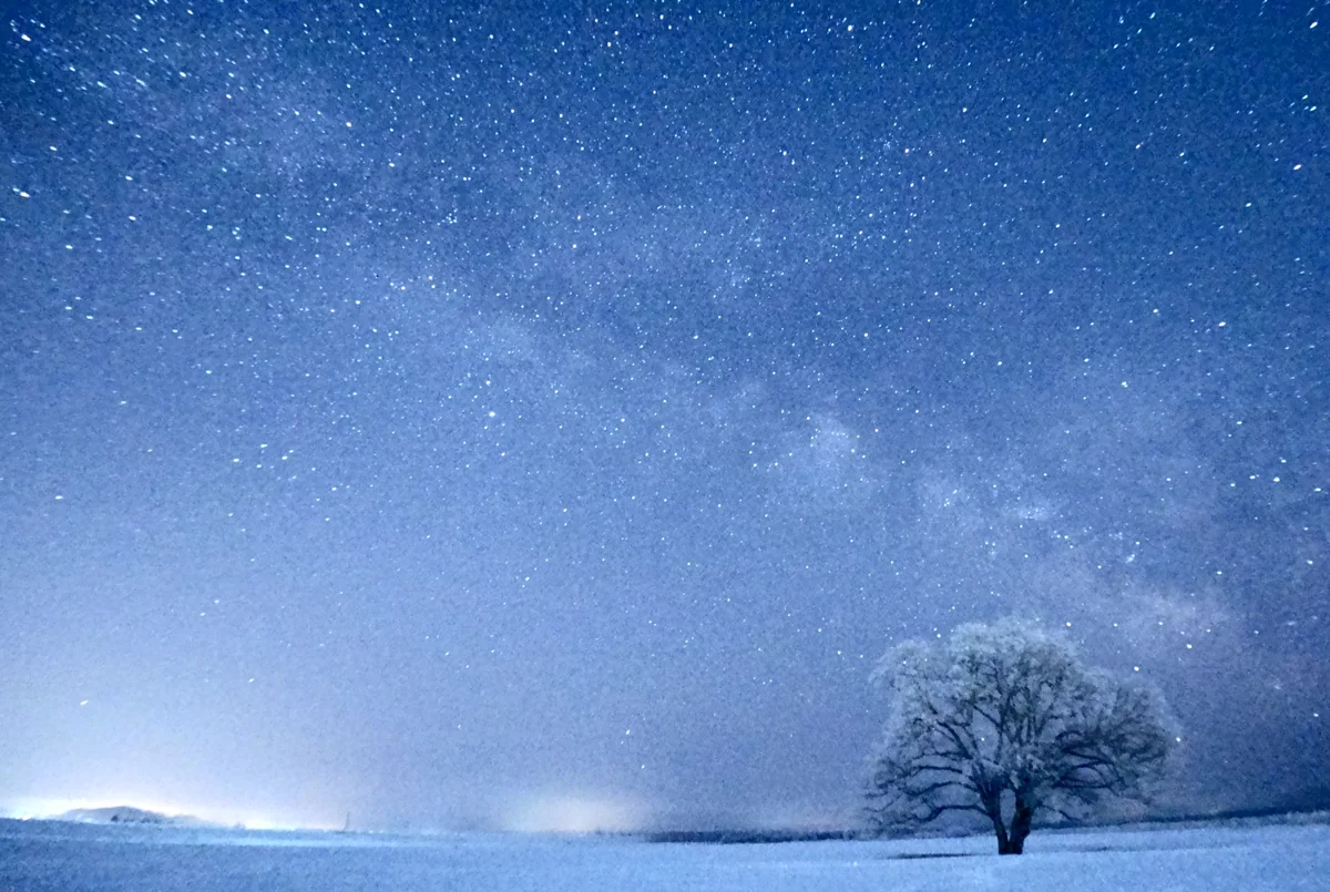投稿写真：ハルニレの木