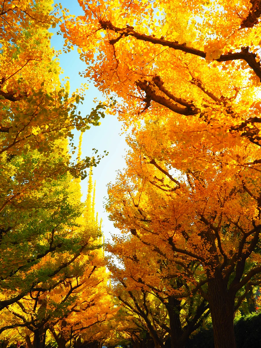 鬼瓦　鉄五郎さんの投稿写真