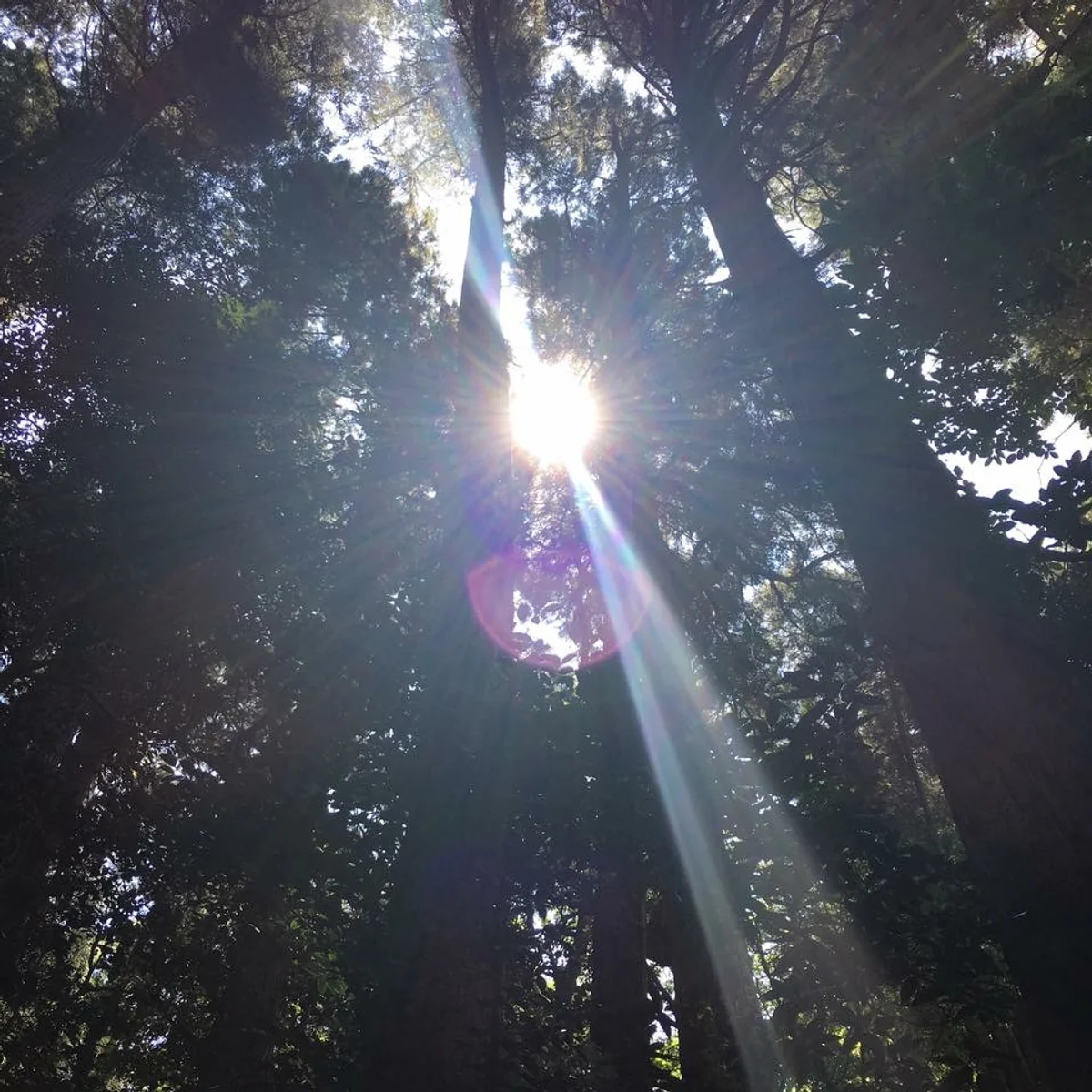 投稿写真：龍王