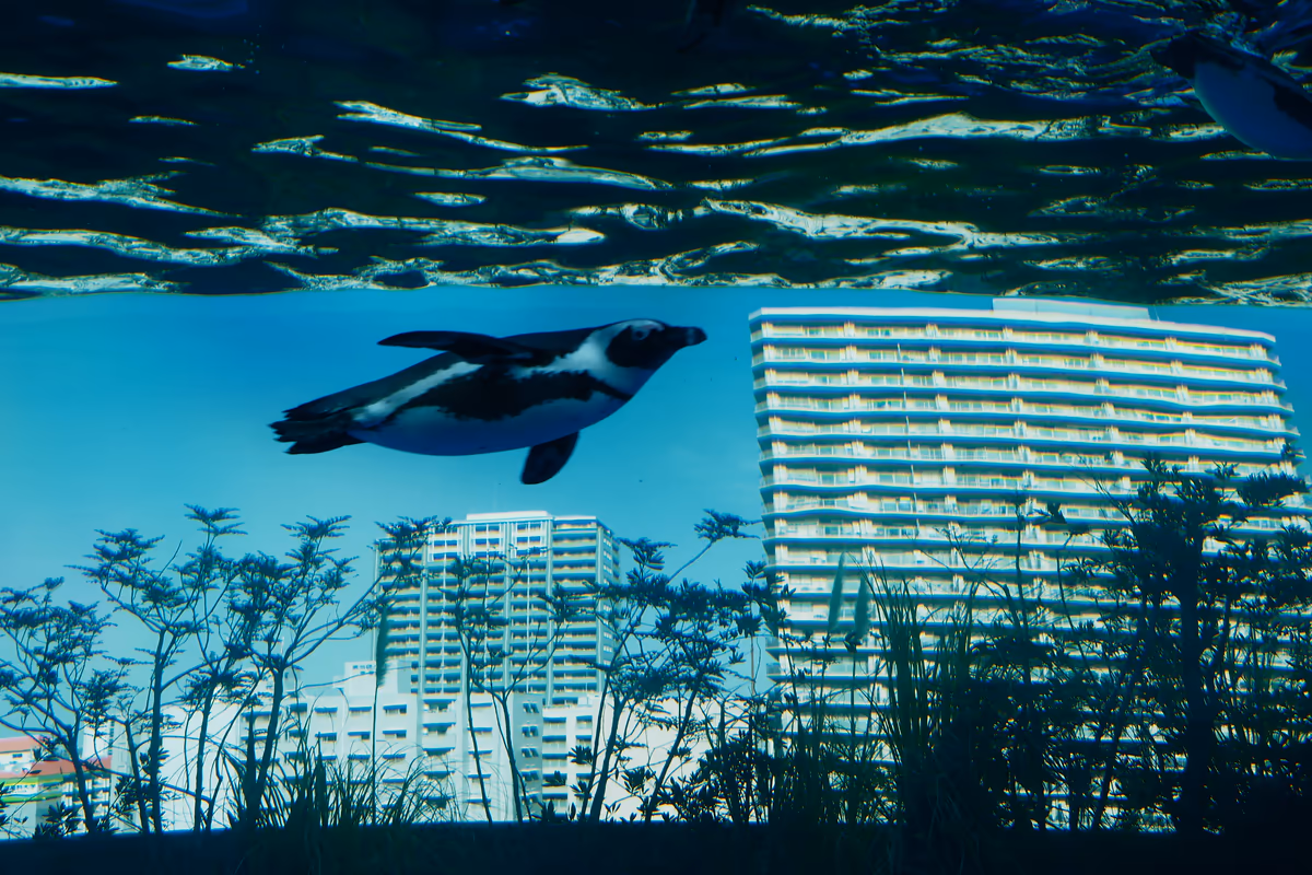 投稿写真：ペンギンは空を飛ぶ