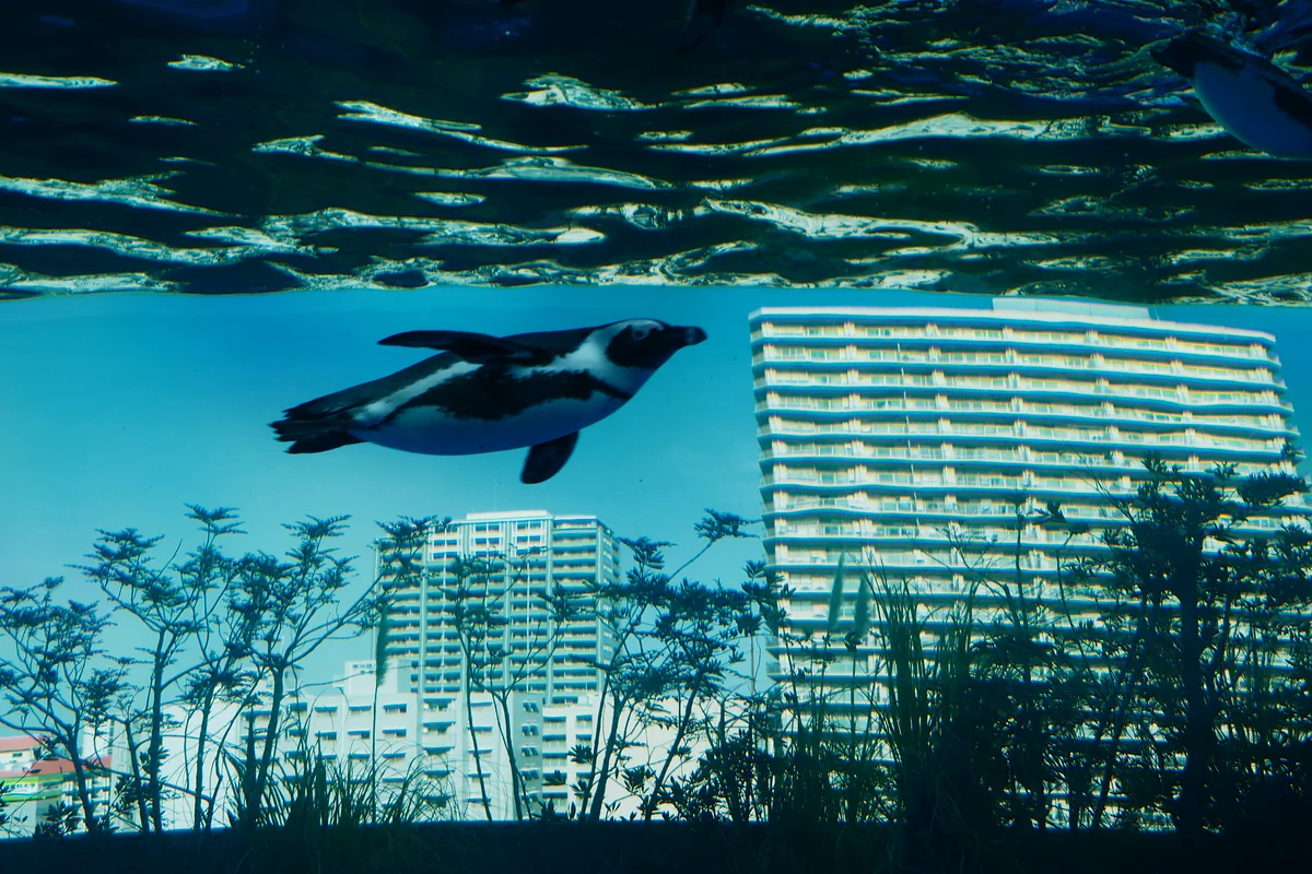 投稿写真：ペンギンは空を飛ぶ