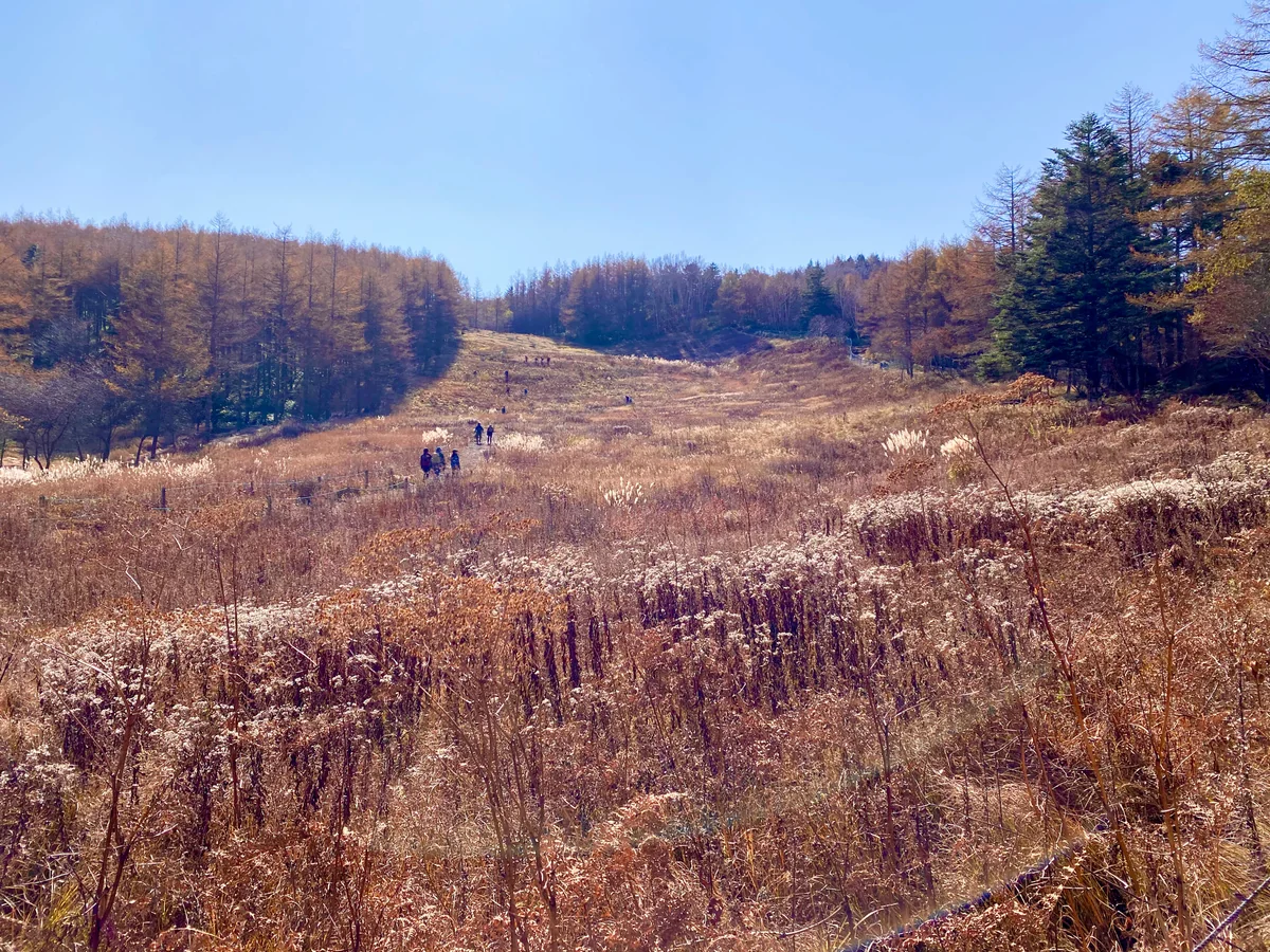 投稿写真：入笠湿原