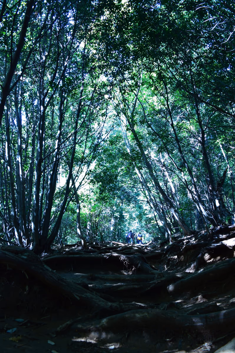 投稿写真：稲荷山コース