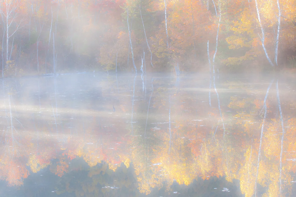 投稿写真：まいめの池の紅葉