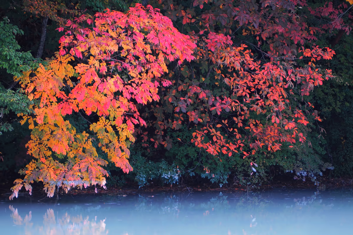 投稿写真：ダム湖と紅葉 その2