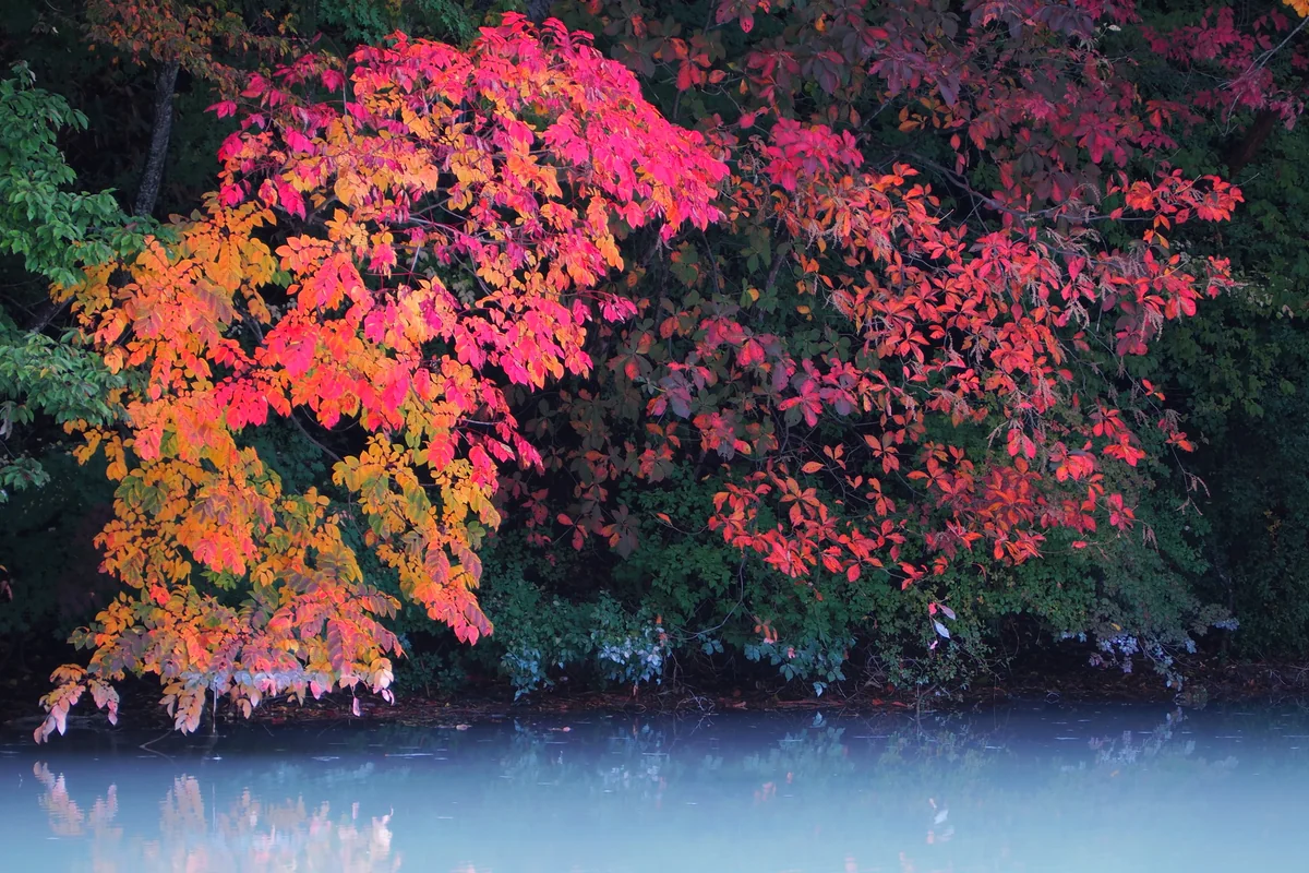 投稿写真：ダム湖と紅葉 その2