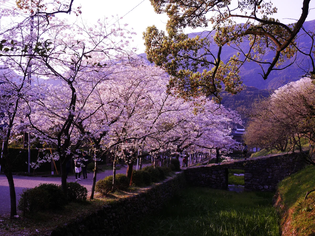 投稿写真：124秋月杉の馬場（福岡）