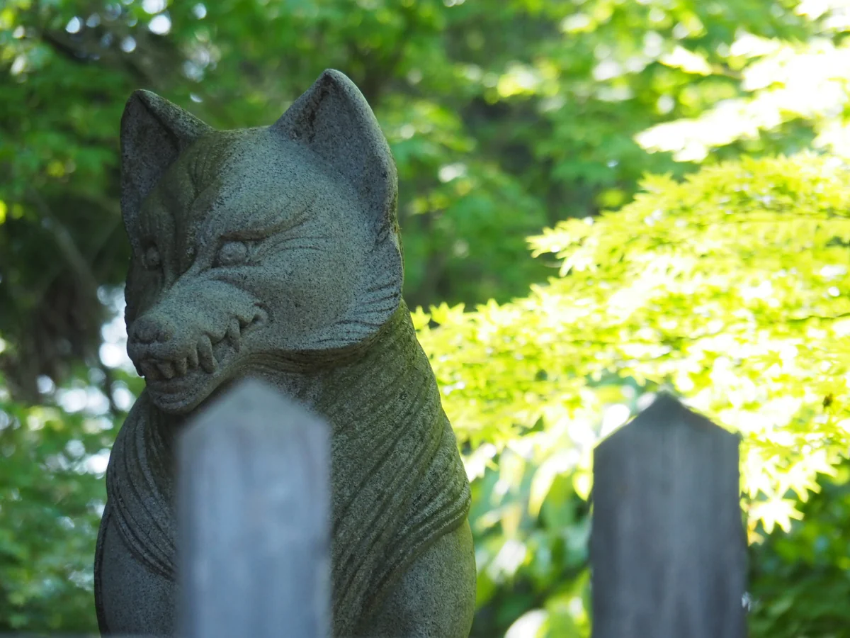 投稿写真：御岳山 狐