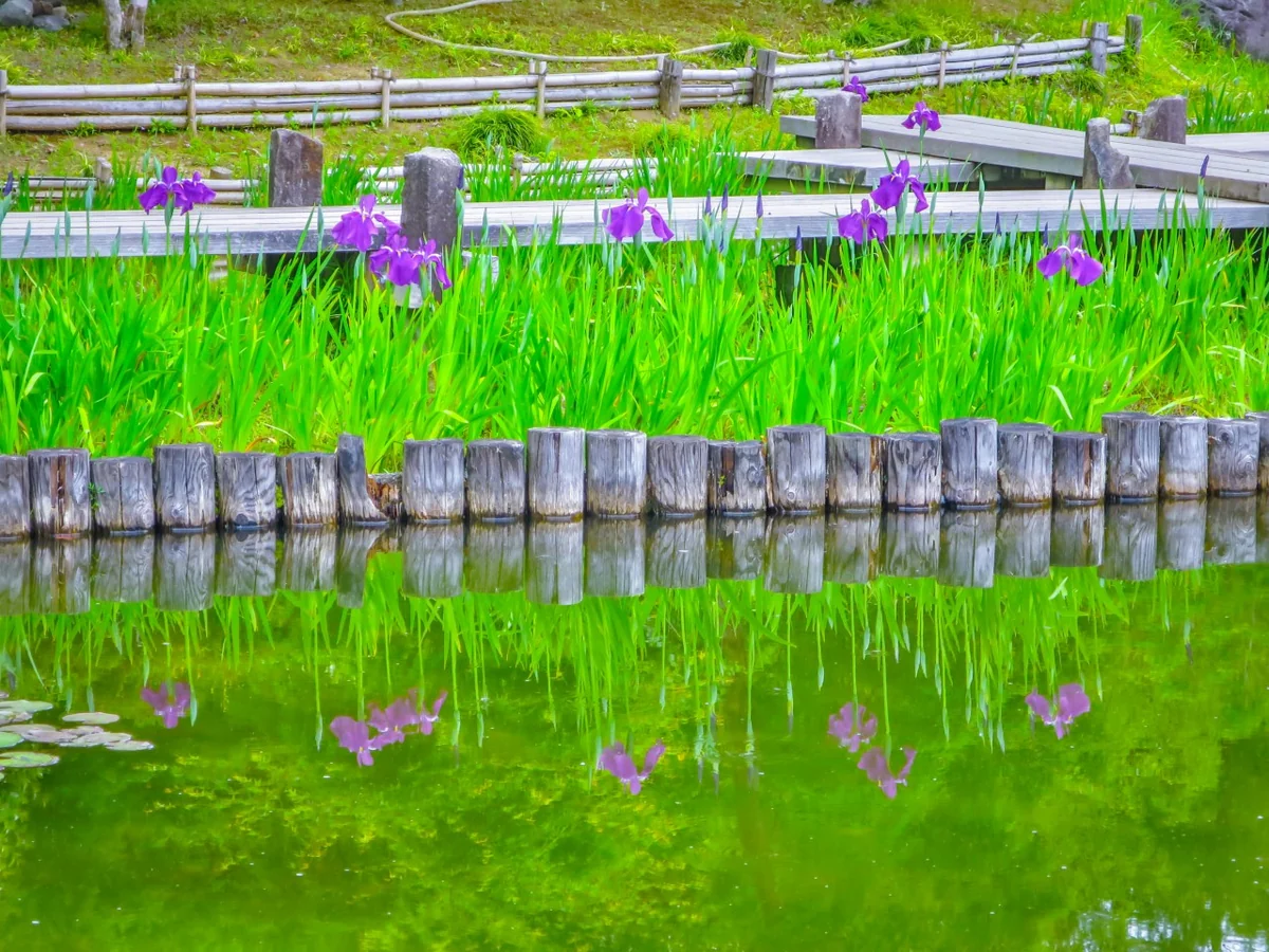 投稿写真：ハナショウブのリフレクション