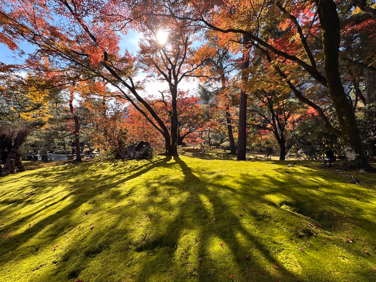 投稿写真：紅葉と苔、光と影