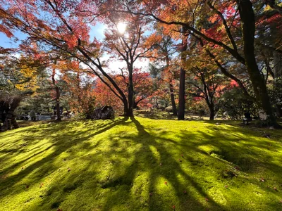 投稿：紅葉と苔、光と影