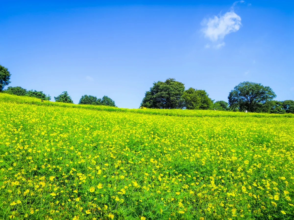 投稿写真：台風一過の青空と黄色いコスモス