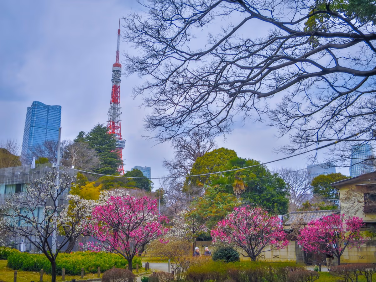 投稿写真：東京タワーと紅白の梅