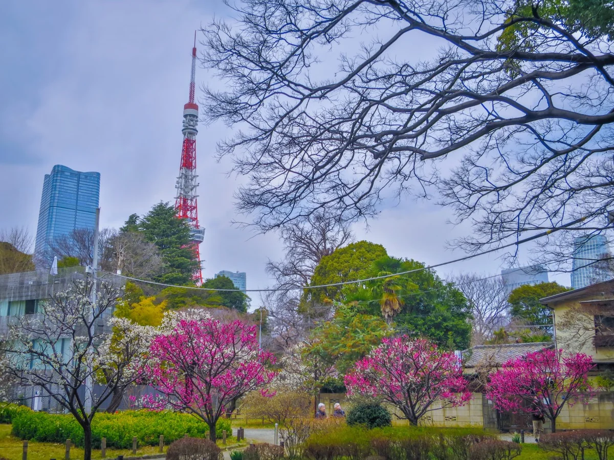 投稿写真：東京タワーと紅白の梅
