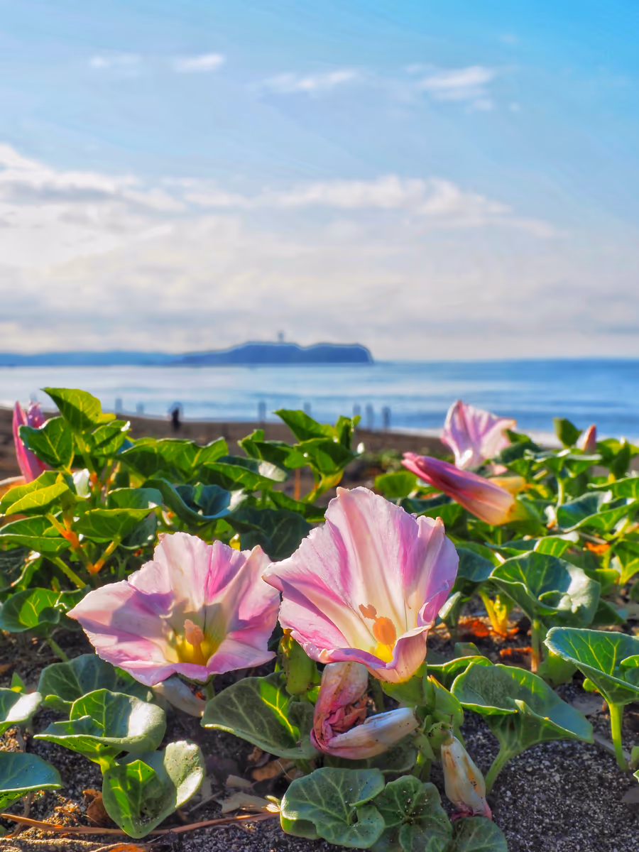 投稿写真：茅ヶ崎海岸とハマヒルガオ