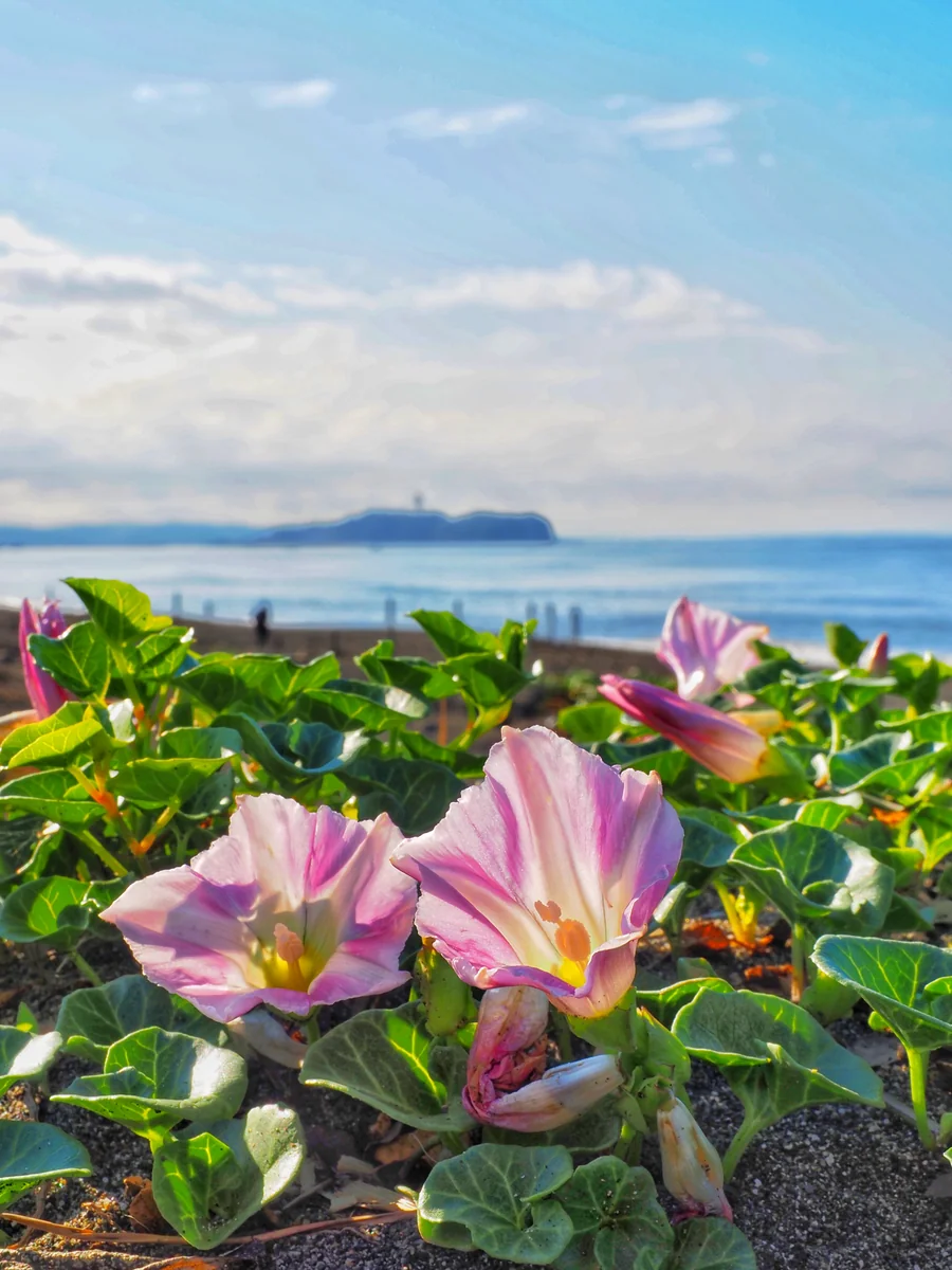投稿写真：茅ヶ崎海岸とハマヒルガオ