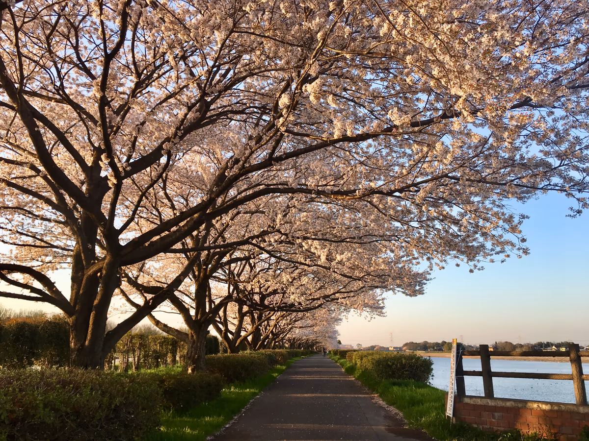 投稿写真：桜道