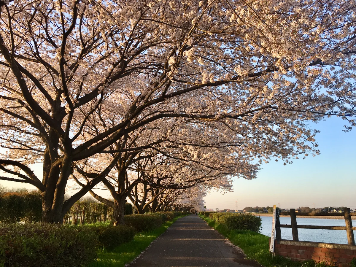 投稿写真：桜道