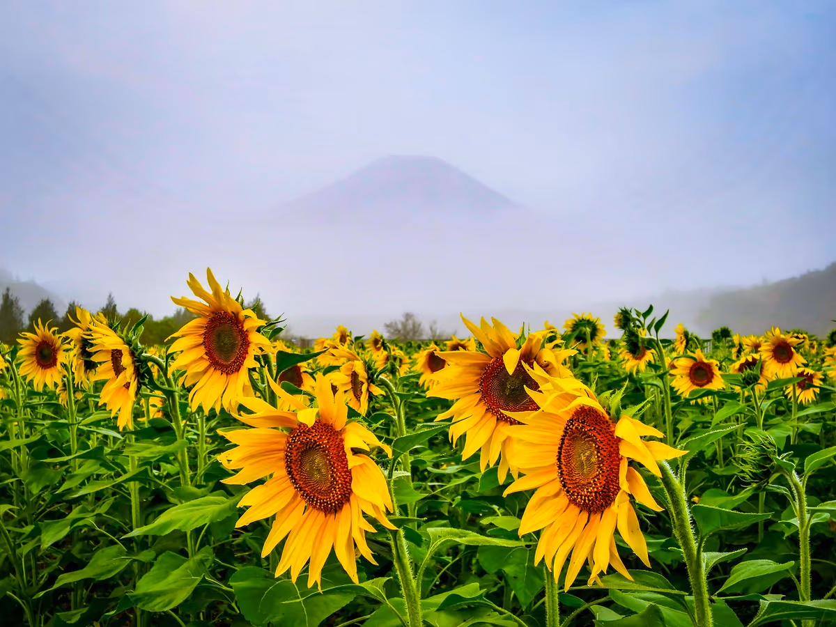 投稿写真：ひまわりと雨上がり後の富士山