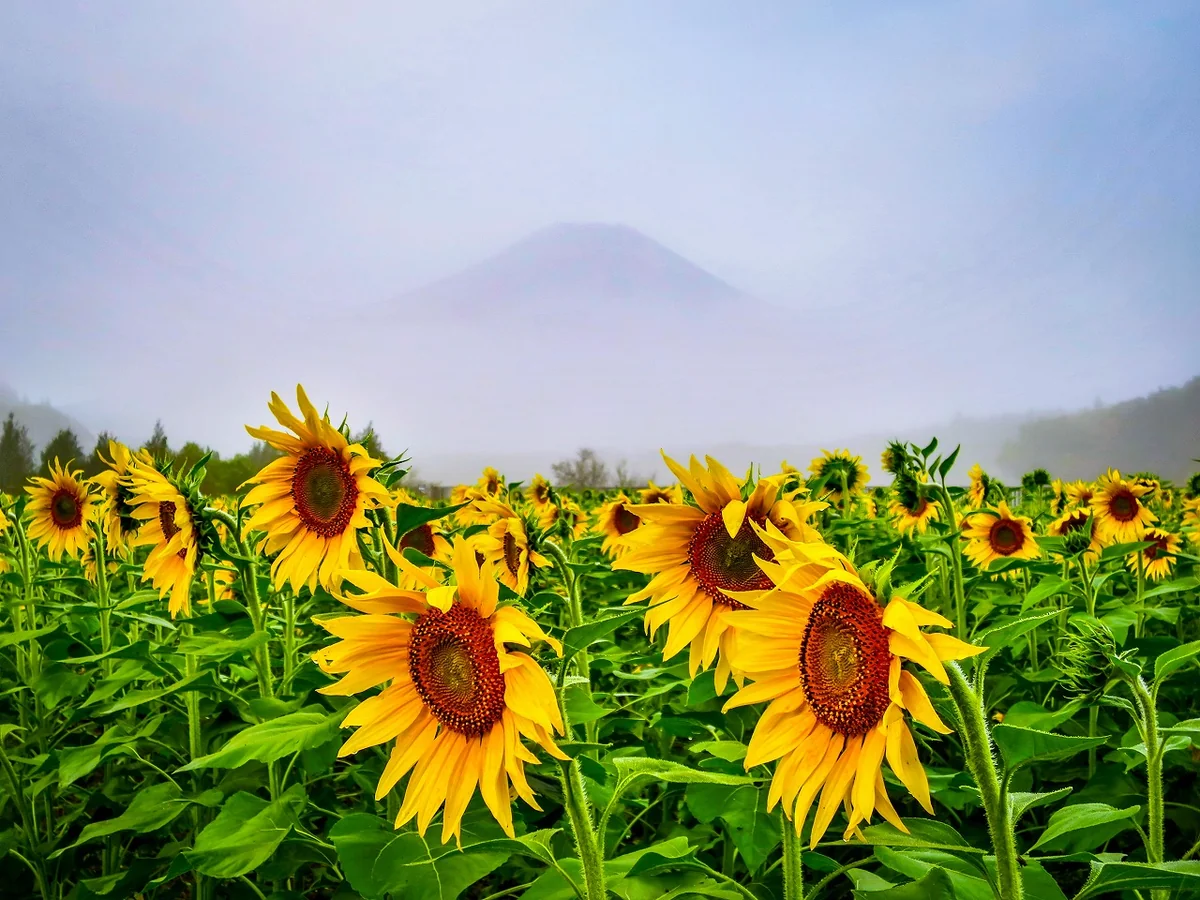 投稿写真：ひまわりと雨上がり後の富士山