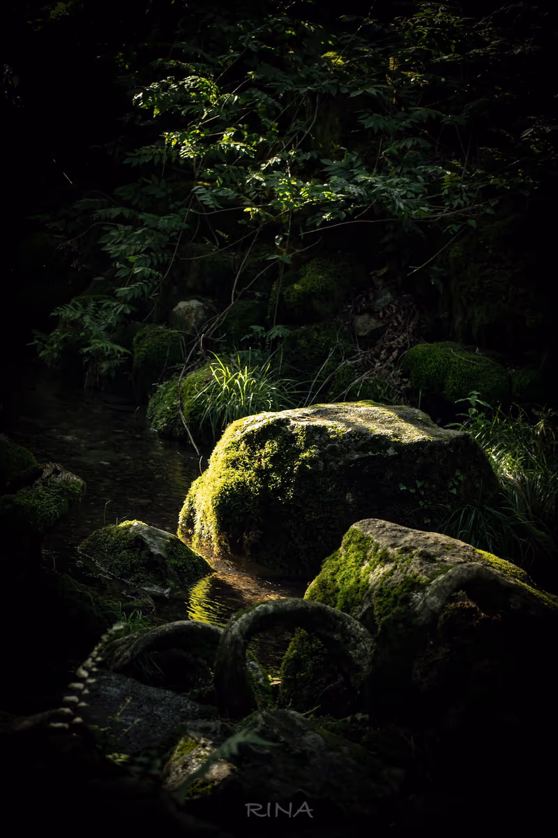 投稿写真：清流