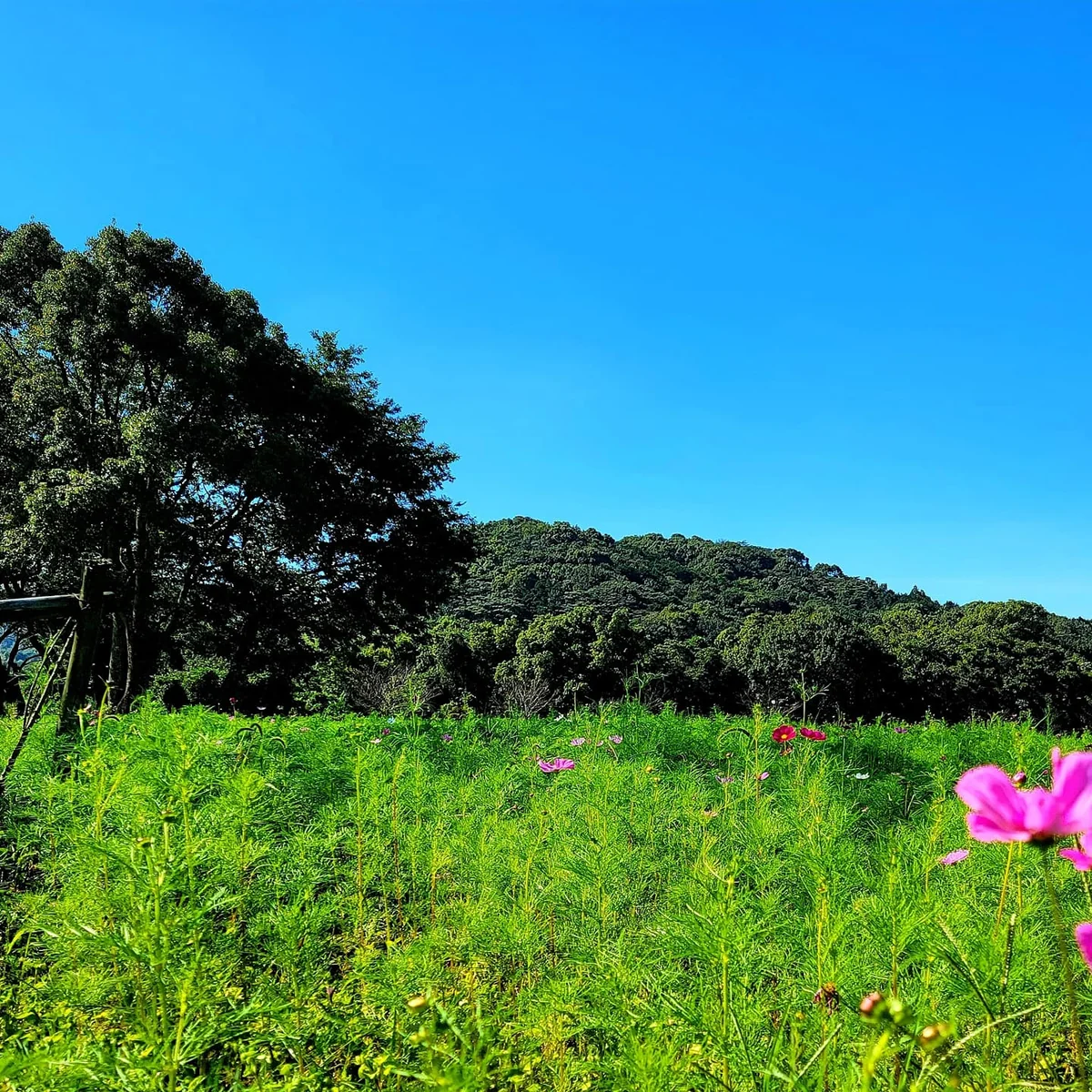 投稿写真：ブランコでハイジ気分